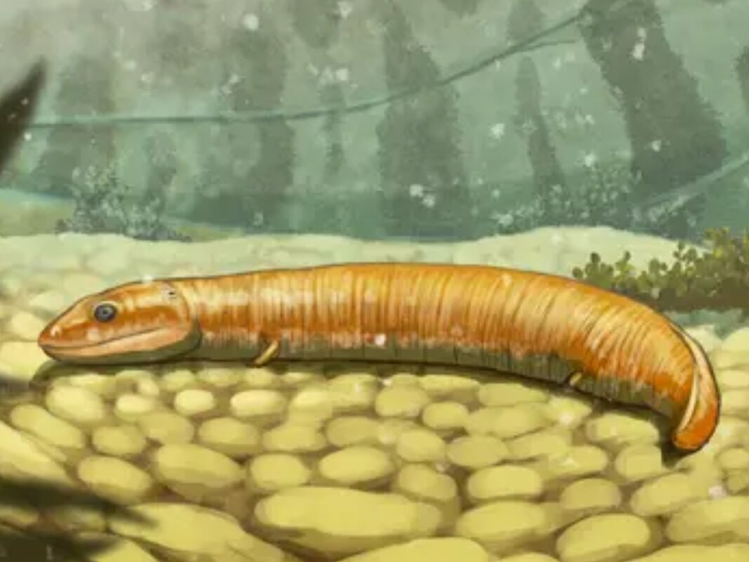 Our evolution from the ocean may not have happened as we thought