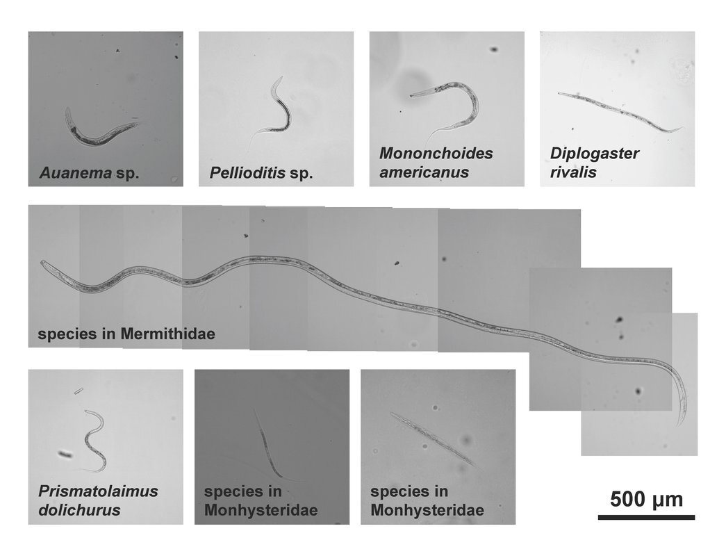 The eight species of worms discovered in Mono Lake, including Auanema sp. which has three sexes
