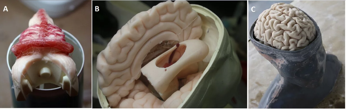 Inside the 3D printed head developed for "Nintendo Neurosurgery" training