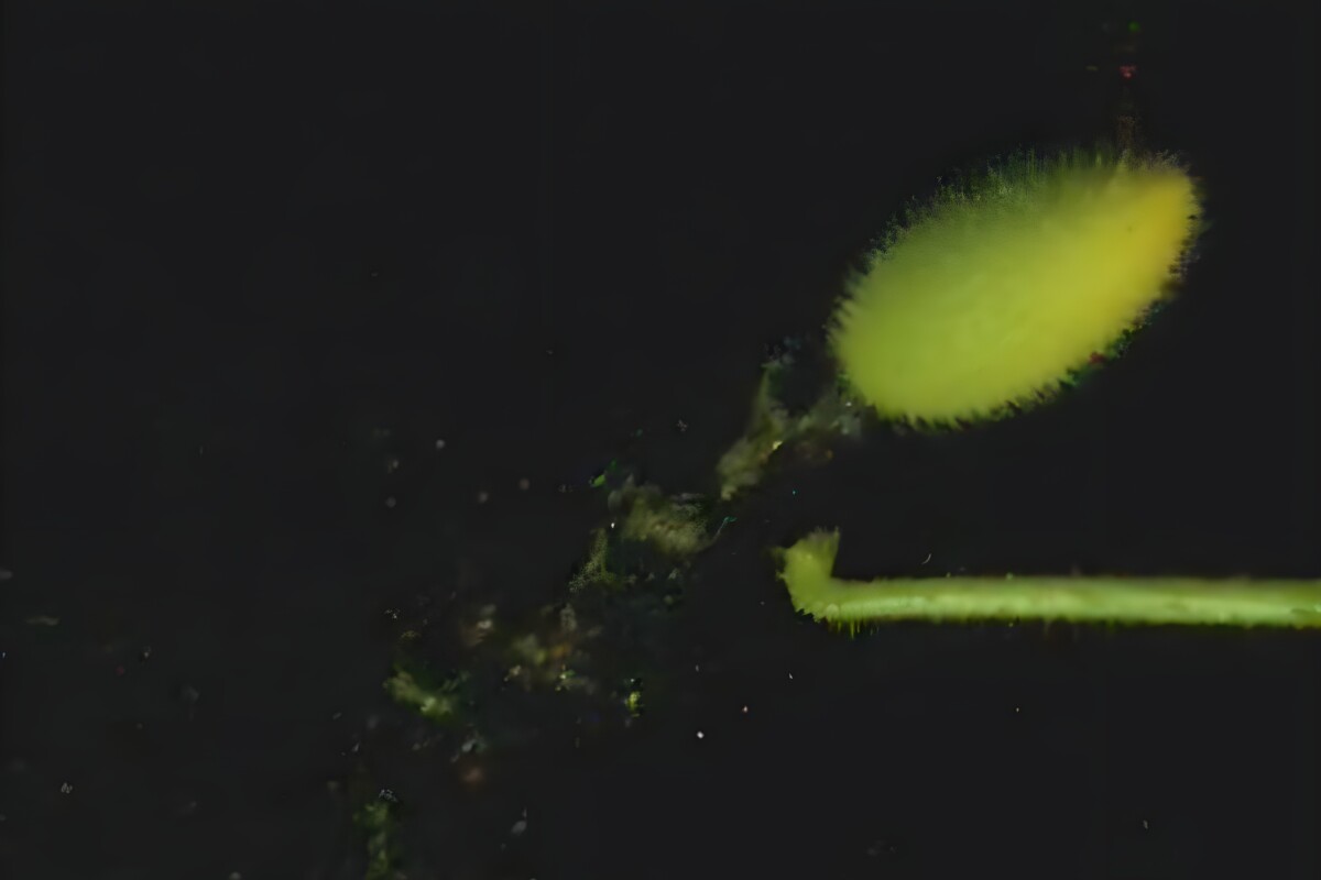 "Ballistic seed dispersal" is a rare phenomenon in the plant world, and for good reason, as demonstrated by the squirting cucumber's impressive abilities. Rather than relying on external factors like wind or animals, this cucumber takes matters into its own hands, launching a rapid jet of liquid and seeds into the air from one end of its long, spiky body. Now, scientists have uncovered the mechanics behind this remarkable feat.