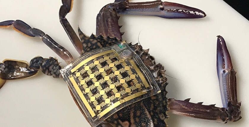 Marine Skin has already been successfully tested on the shell of a Portunus pelagicus swimming crab