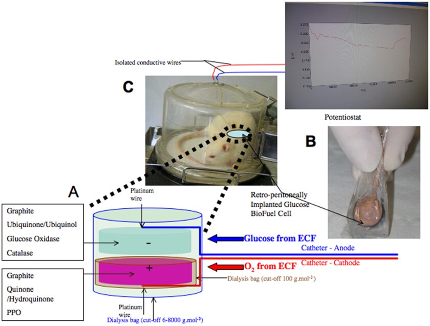Summary of the principle, preparation, implantation and operation of an implantable Quinone-Ubiquinone Glucose BioFuel Cell