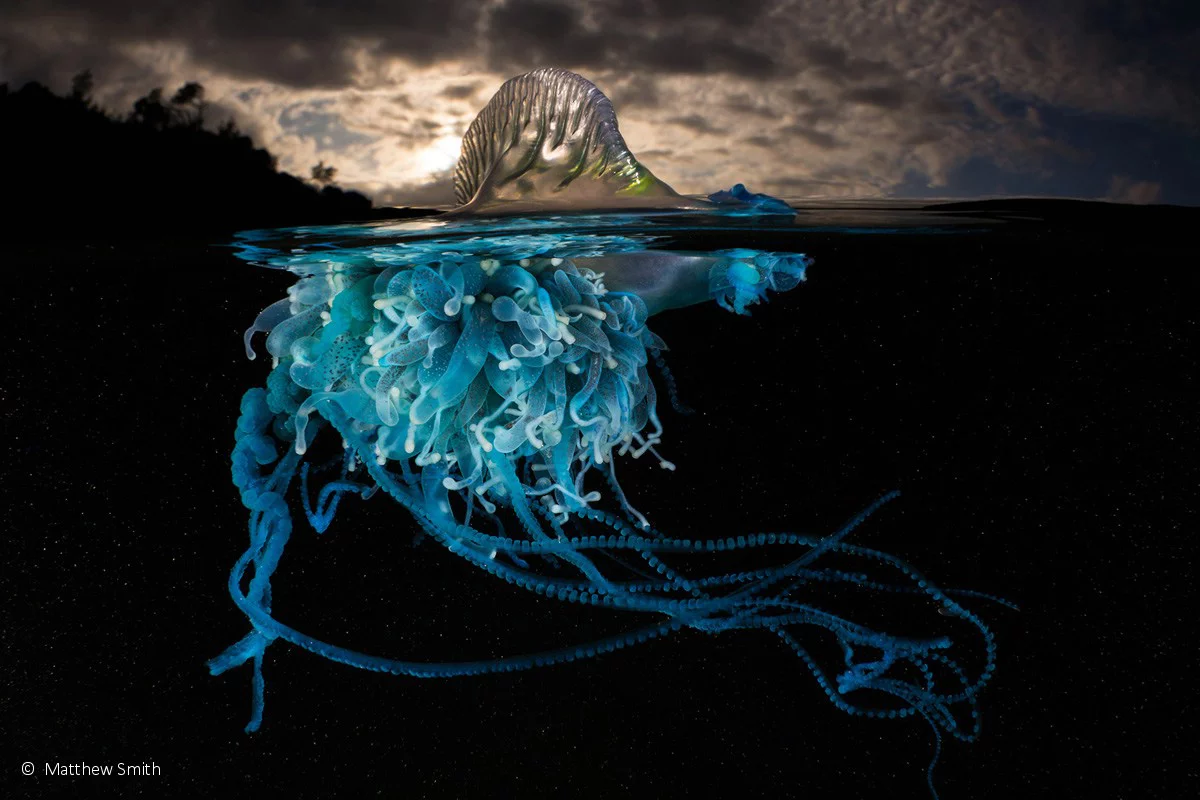 Animal portrait runner-up: Luminous, Bluebottle (Physalia utriculus), by Matty Smith – an eerie image of a bluebottle, also known as a man o’war