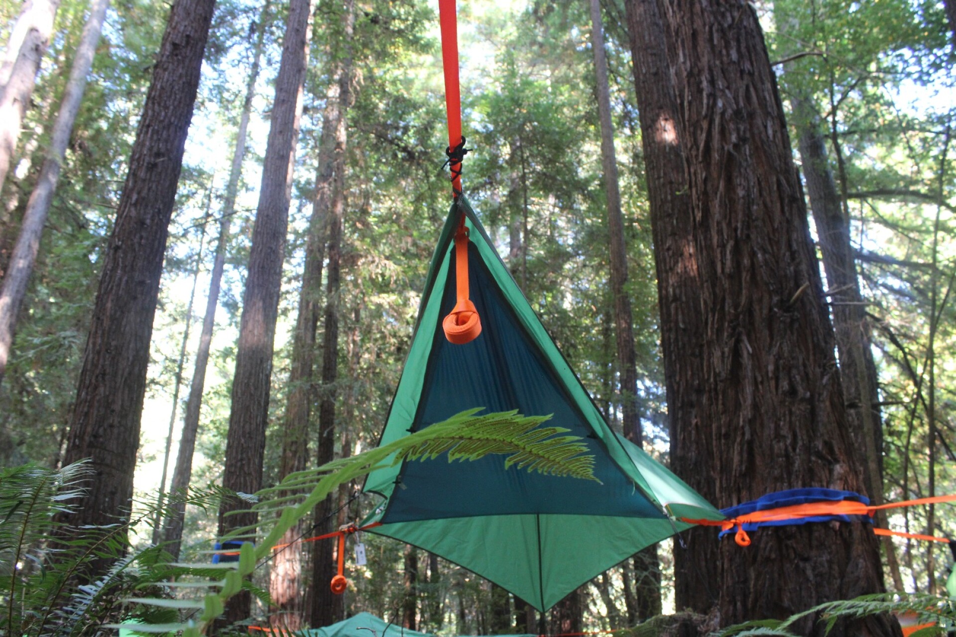 Review Sleeping among towering redwoods in a Tentsile tree tent