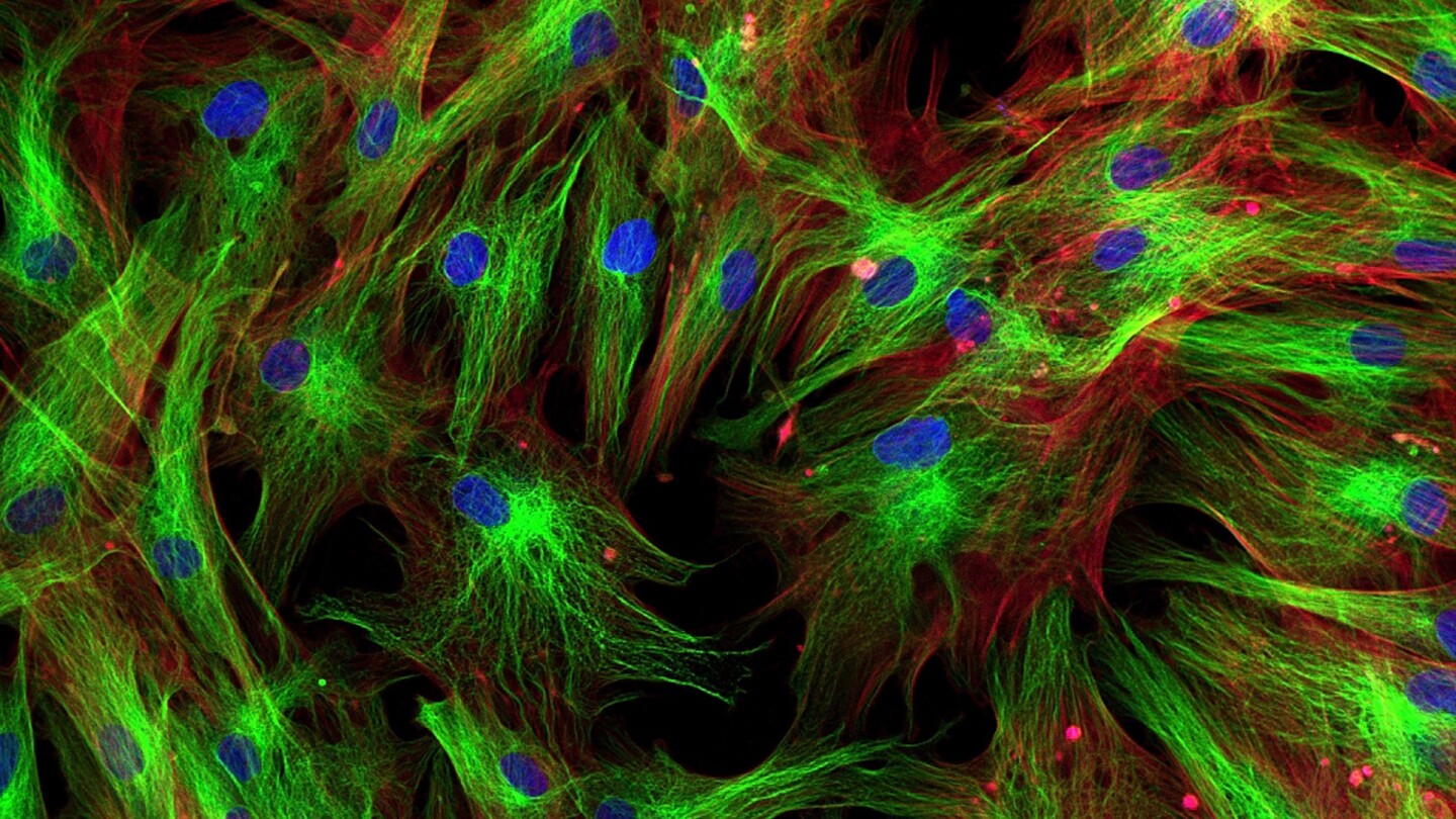 Antibodies prove better at reprogramming skin cells into stem cells