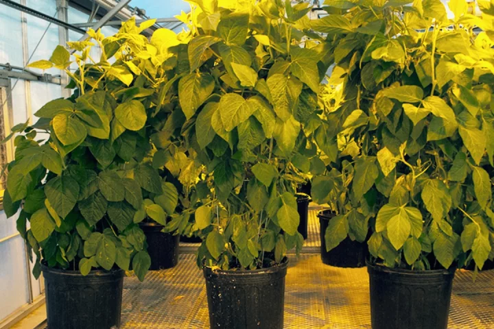 By increasing the soybean plant's natural nitrogen allocation process, researchers have been able to increase the crops' yield and reduce the need for artificial nitrogen fertilizers