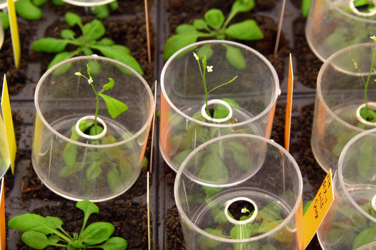 The scientists performed the majority of their experiments on thale cress plants (