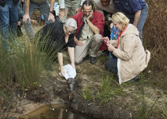 NSW Environment Minister Penny Sharpe releases a platypus