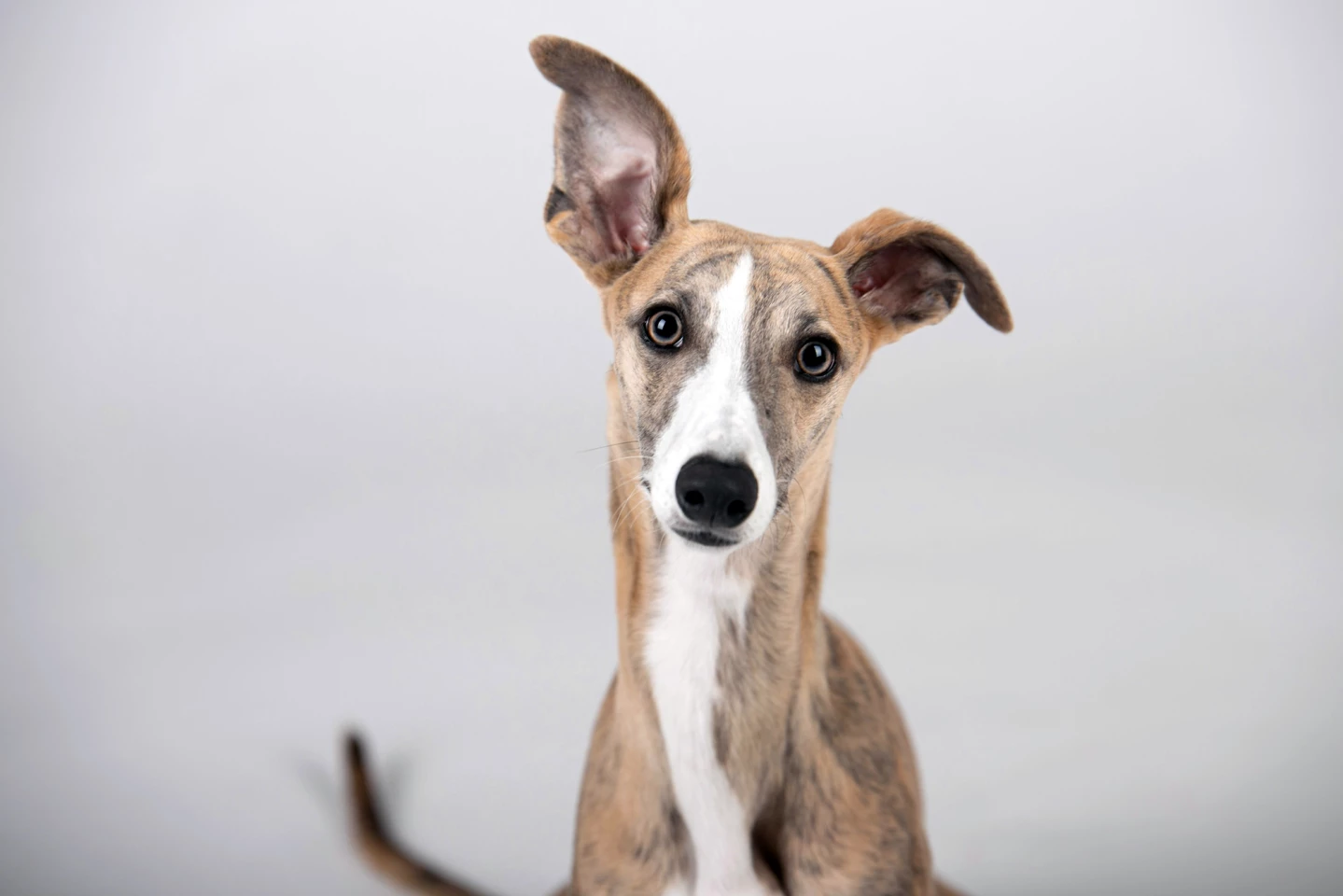 The Greyhound is a long-nosed, or dolichocephalic, breed of dog