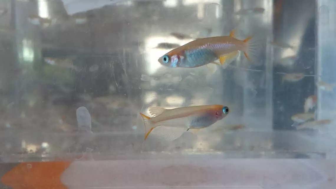 Researchers have found that Japanese medaka fish subjected to high amount of microplastic fibers experience serious effects to their reproductive and respiratory systems