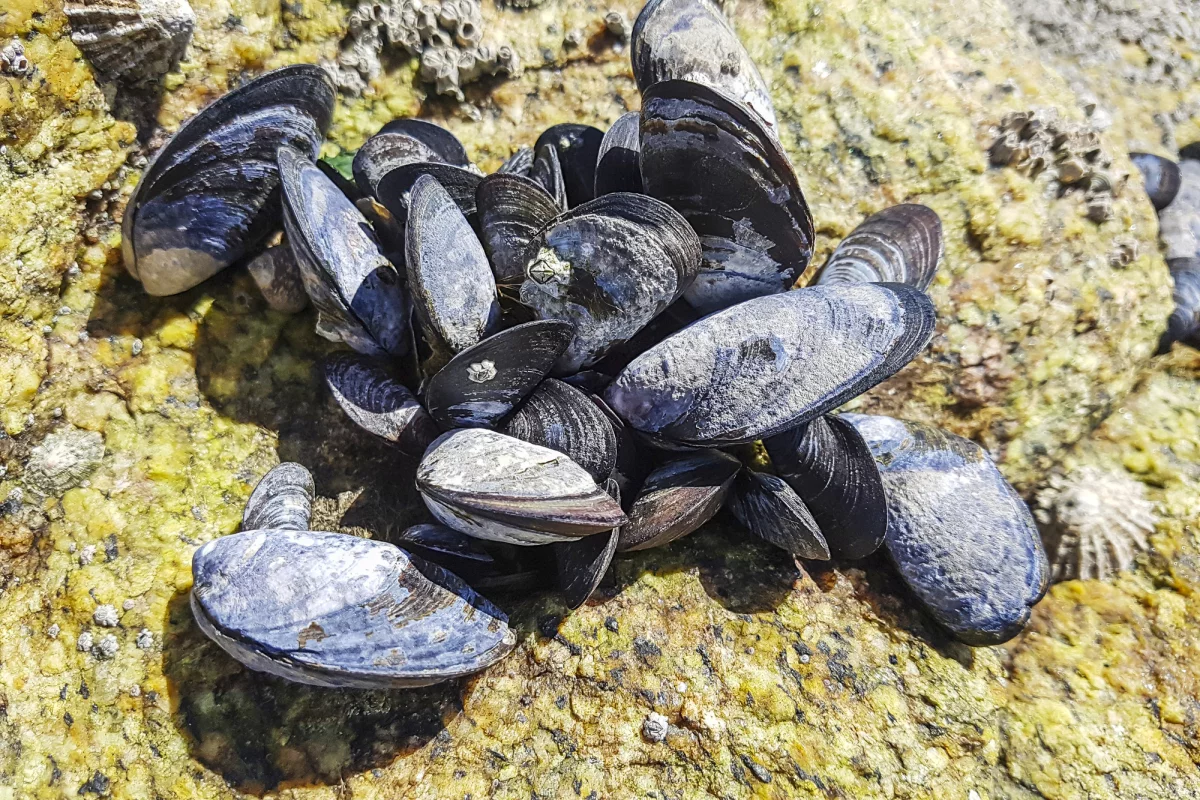 A new adhesive inspired by mussels sticks underwater, and could help with tissue repair in the body