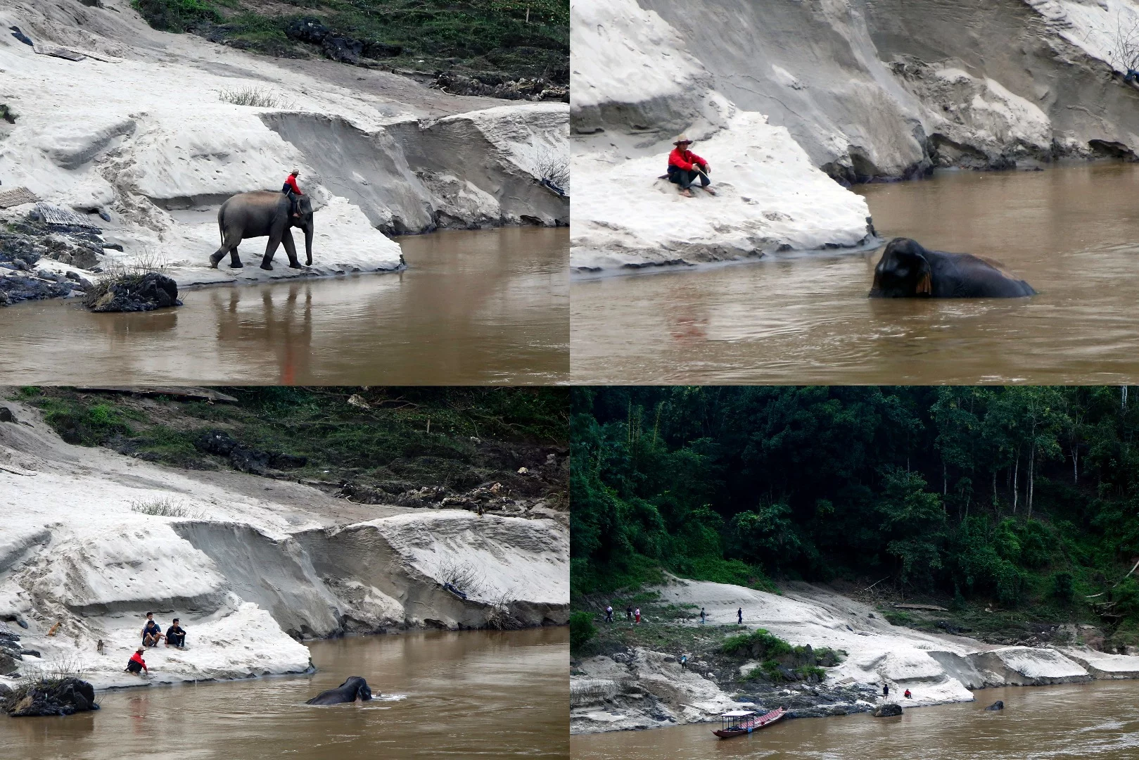 Laos traces its history to the kingdom of Lan Xang (Million Elephants), founded in the 14th century. We only saw one elephant during the entire adventure which is probably why Elephas maximus is on the International Union for Conservation of Nature endangered species list. Elephants were commonplace not long ago in Bangkok, but are now rare. Sadly, they fare very poorly in traffic accidents.