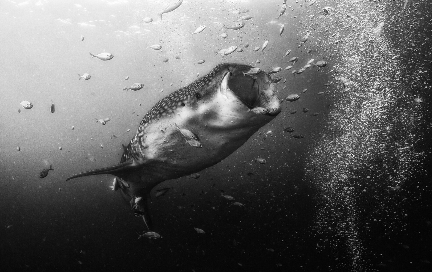 Beautiful Black And White Photography Delivers Stunning