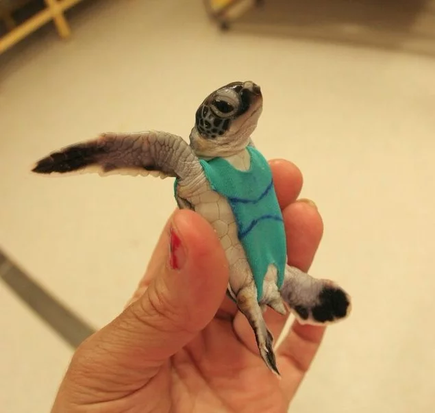 The swimsuits were inspired by an earlier experiment to study the vision of turtle hatchlings