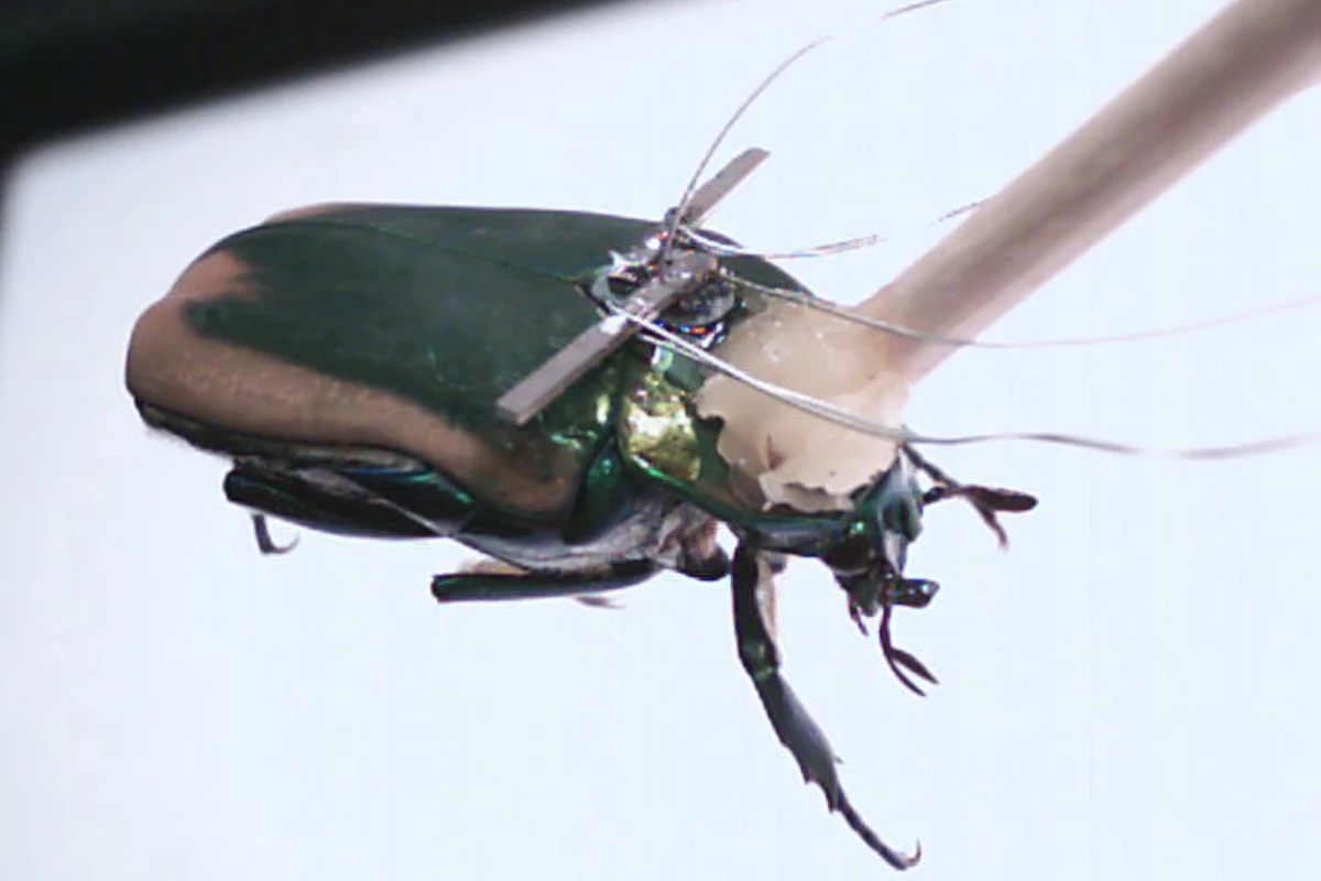 An insect fitted with a piezoelectric generator to harness energy from the insect's wings (Image: Erkan Aktakka)