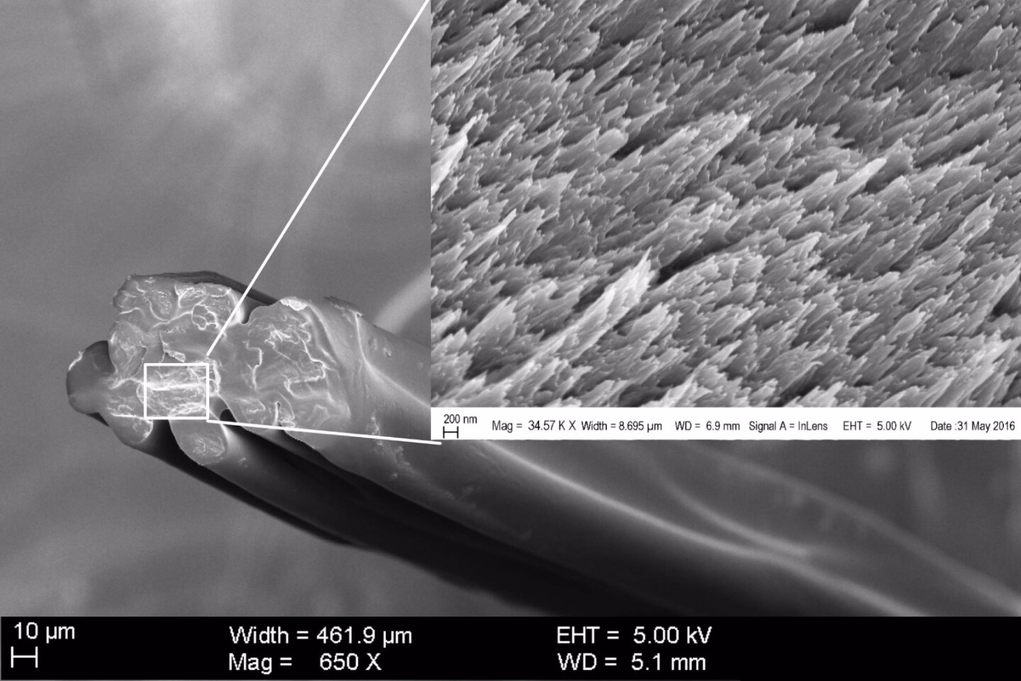A cross-sectional microscope image of an RSF fiber, showing the microfibrils in the inset