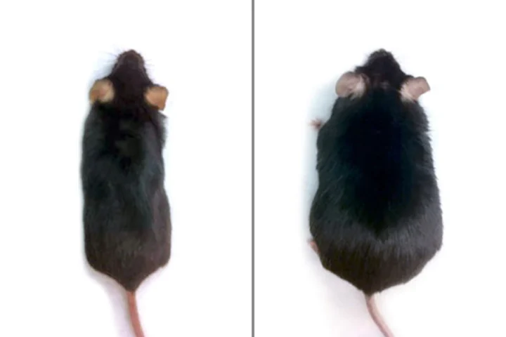 After eight weeks on a high-fat diet, mice that had been engineered with genes to activate the Hedgehog signaling pathway didn’t gain weight (left), but control animals whose Hedgehog pathways were not activated became obese (right)