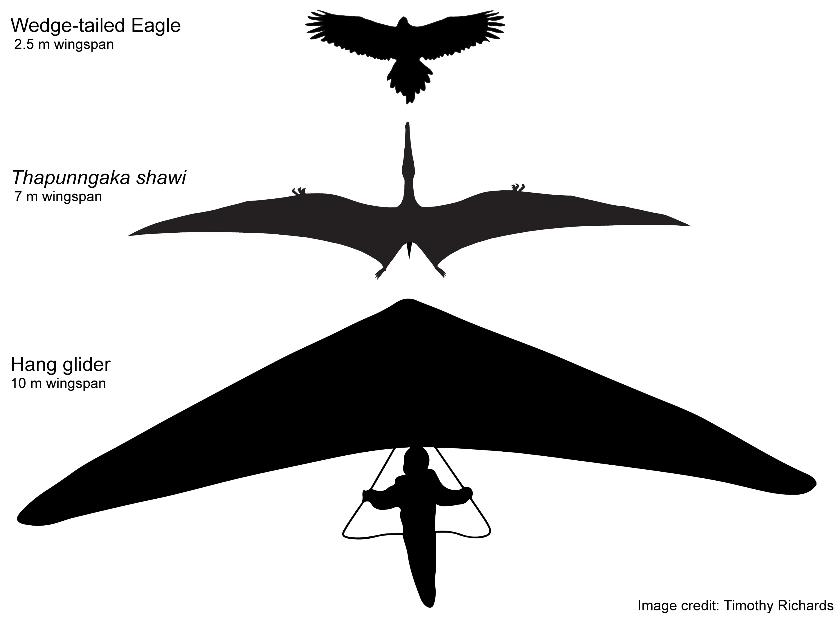A size comparison of Thapunngaka shawi against the modern wedge-tailed eagle, and a hang glider