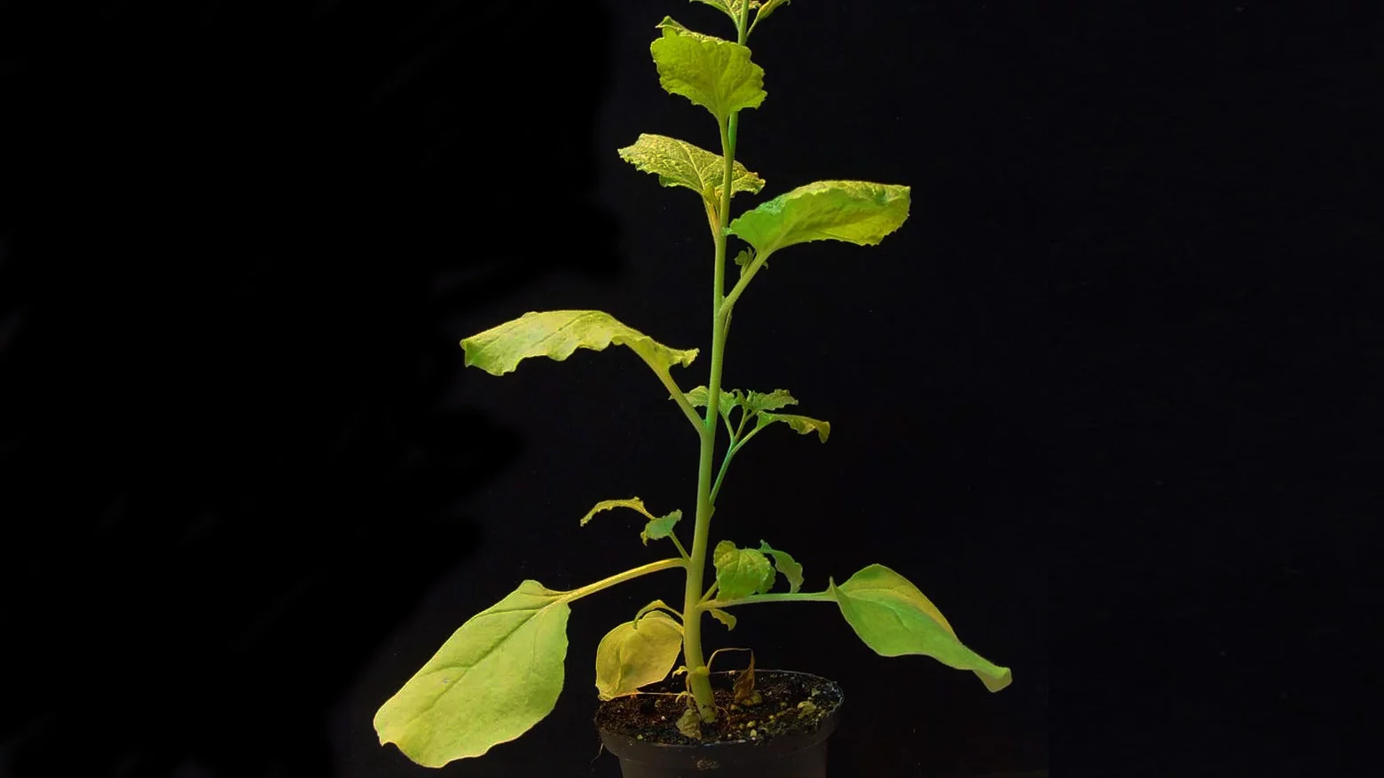 Nicoatiana benthamiana, a close relative of the tobacco plant, is helping scientists create new vaccines for a variety of viruses