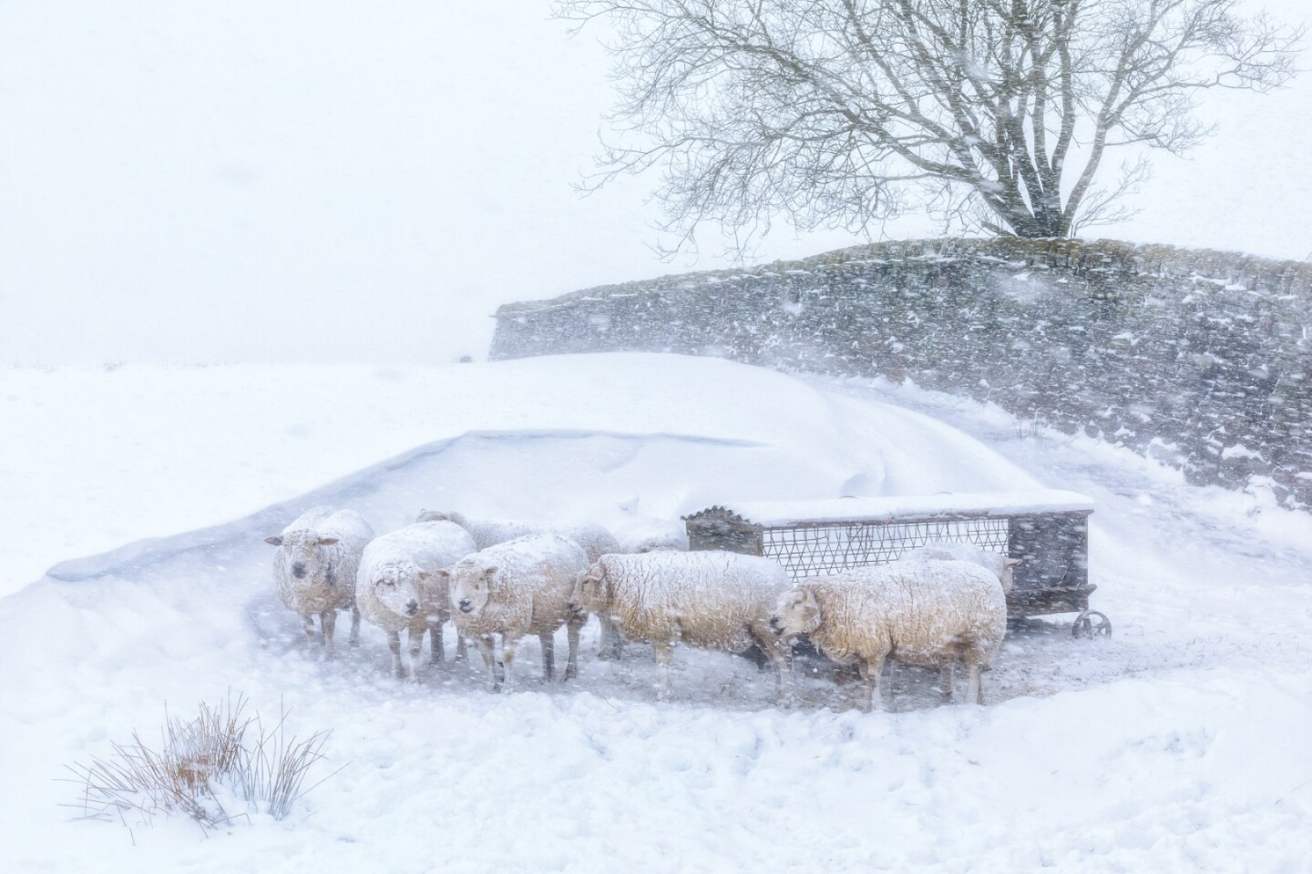 Overall Winner and Light on the Land – Winner, Robert Birkby (UK). Near Hebden Bridge, West Yorkshire, England. Much of the higher ground in the South Pennines is relatively featureless, but these sheep had found shelter between a snowdrift and dry stone wall.