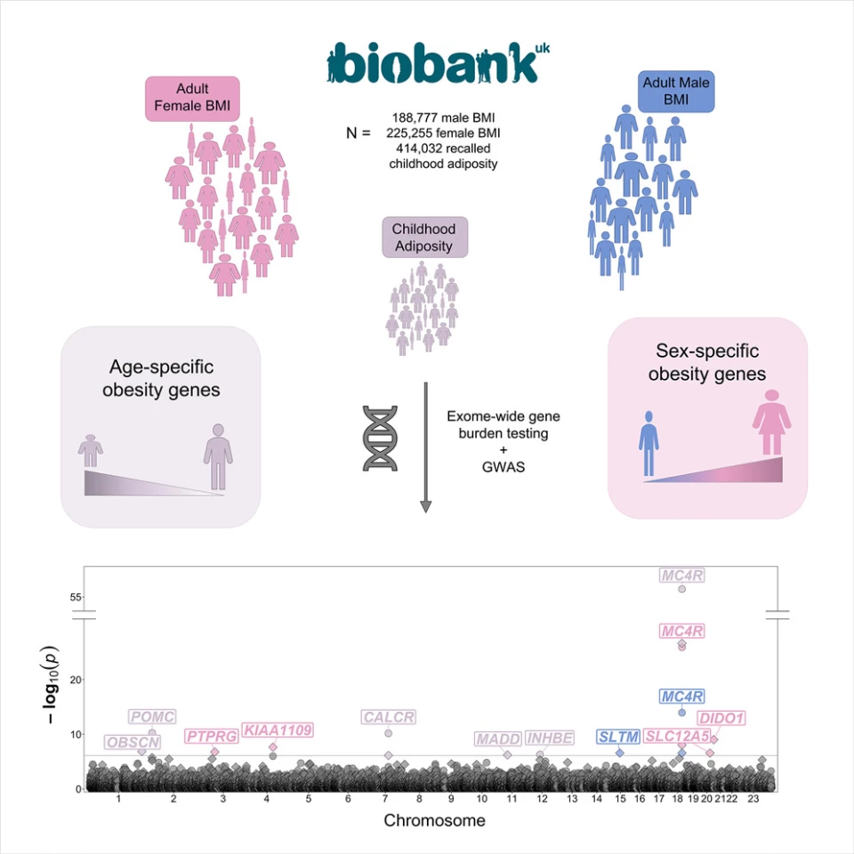 A graphic that uses color to distinguish gene variants of interest found in the UK Biobank data