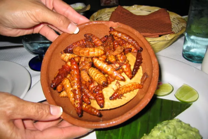 Purdue University's new app could keep unsuspecting travelers from ordering dishes such as gusano, without knowing what they are