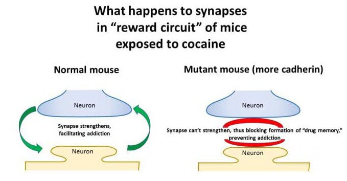 An illustration of how excess cadherin affects the brain's learning abilities
