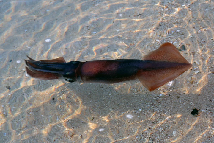 Inspired by the squid, researchers have now engineered human cells to be able to turn themselves transparent