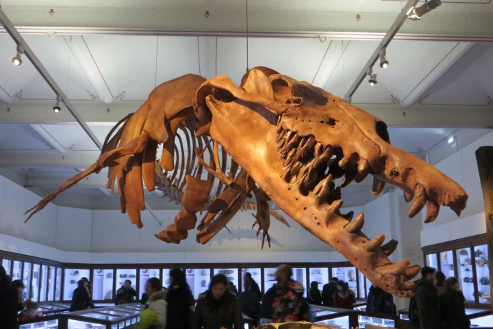 A Basilosaurus isis skeleton (not the one from the study) on display at France's Museum d'Histoire Naturelle de Nantes
