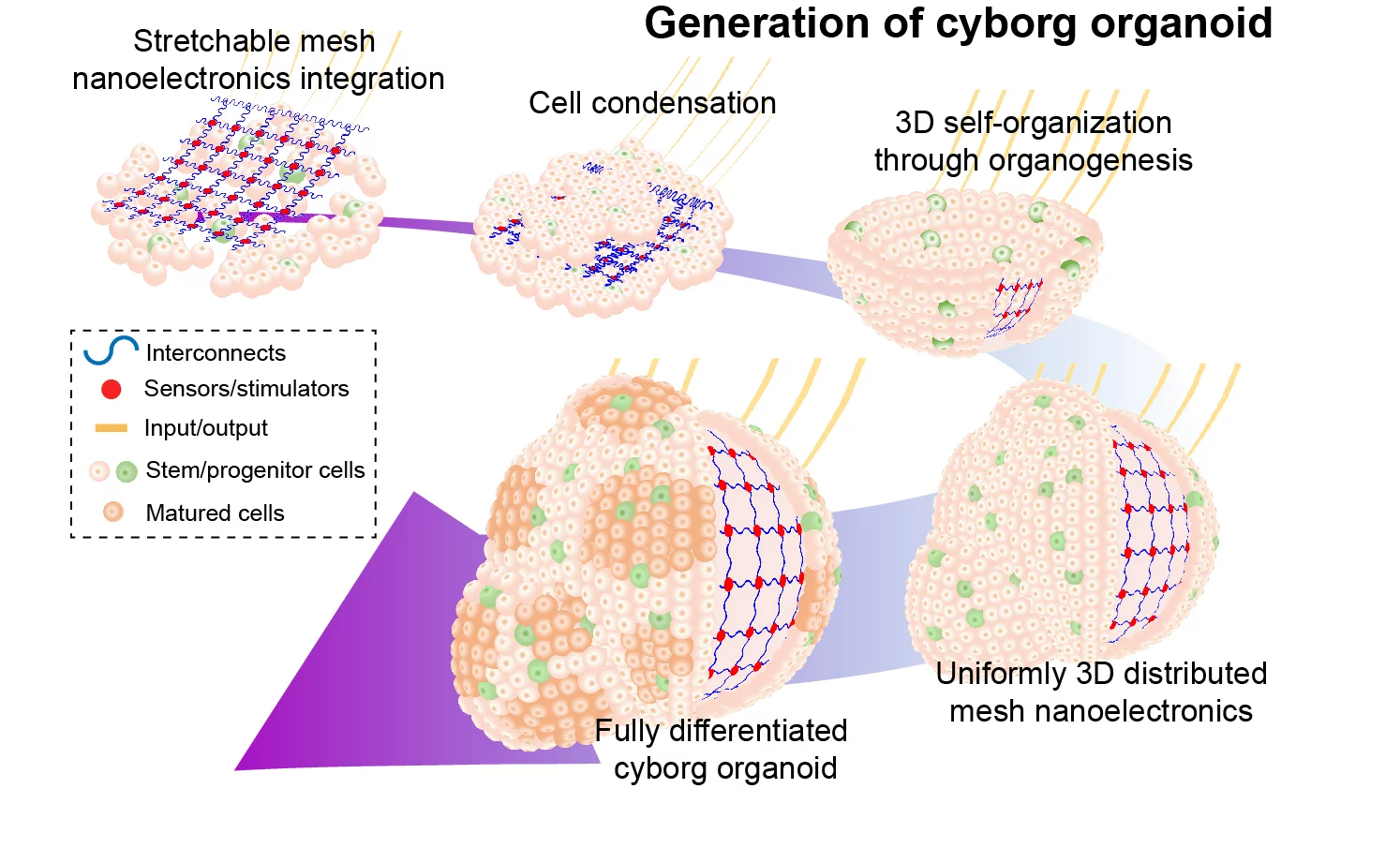 A diagram showing how the cyborg organoids are made