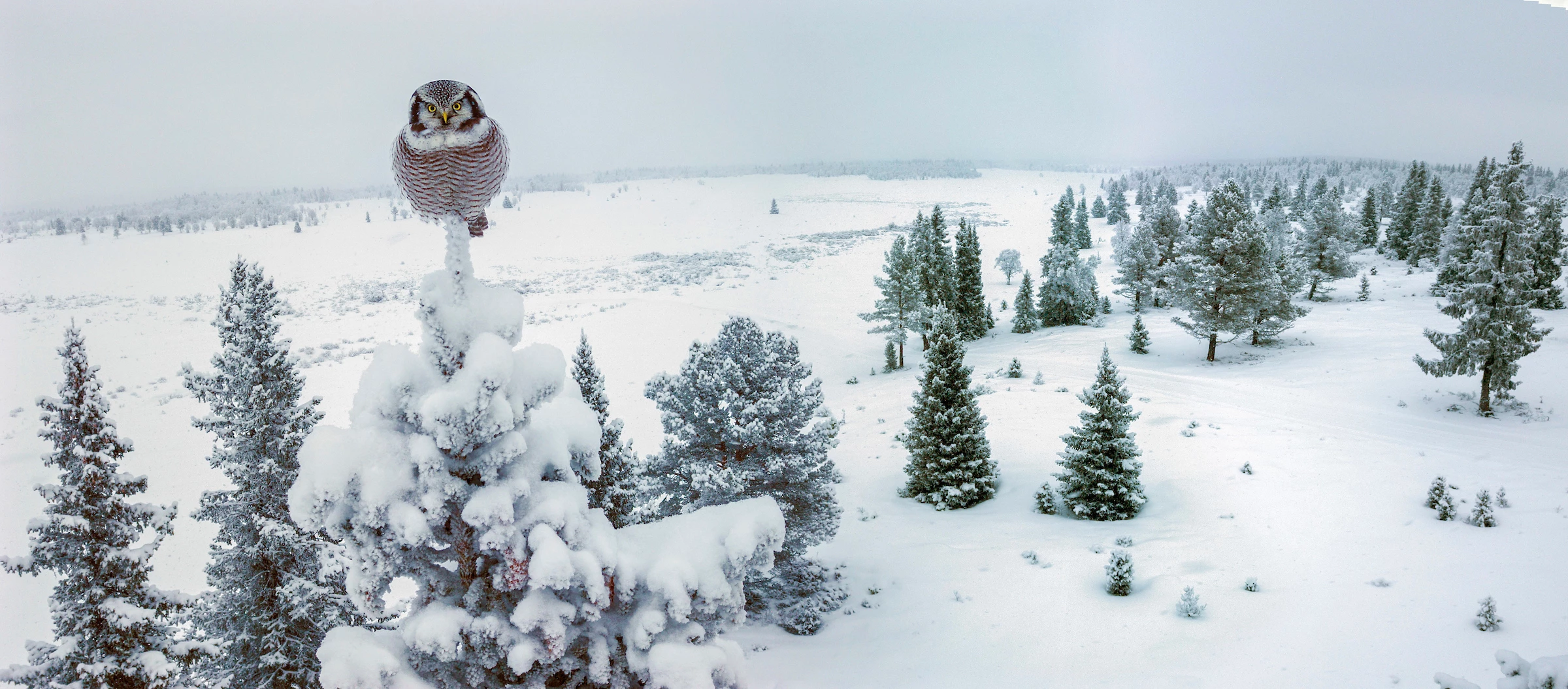 Silver, Birds in the Environment. Hawk Owl in an Mountain Forest. Northern Hawk-owl (Surnia ulula). Golsfjell mountain region, Norway