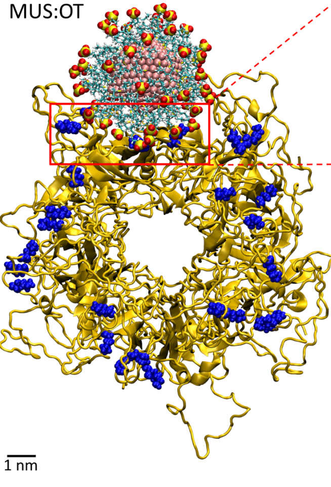 A molecular dynamics model showing an antiviral nanoparticle binding to the outer envelope of the human papillomavirus
