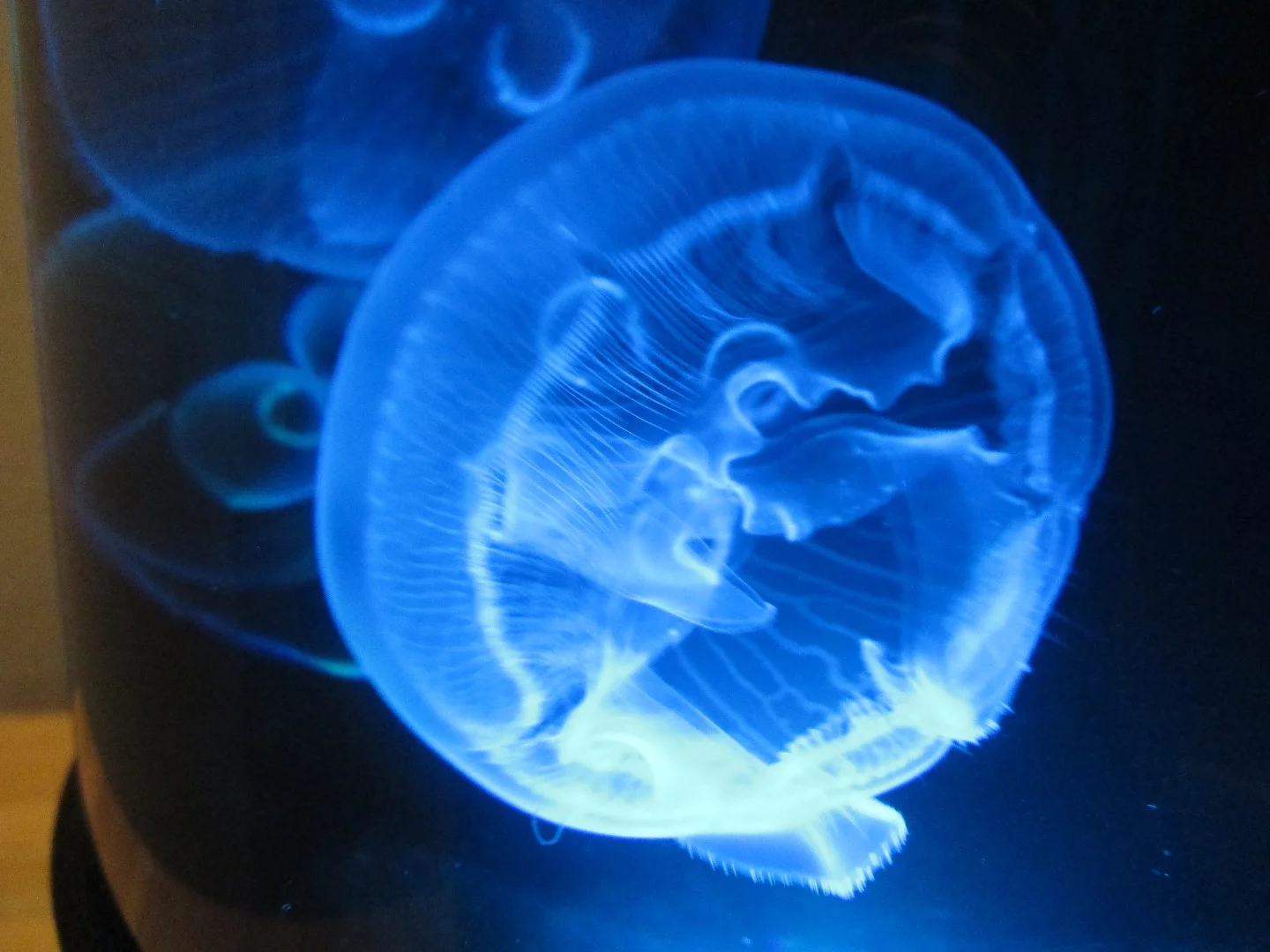 The Jellyfish Cylinder Nano holds two gallons (7.5 l)