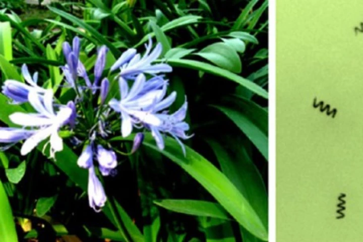 Bioinspired magnetically propelled helical microswimmers could deliver drugs at the right location and time, without any side effects (Image: UCSD)