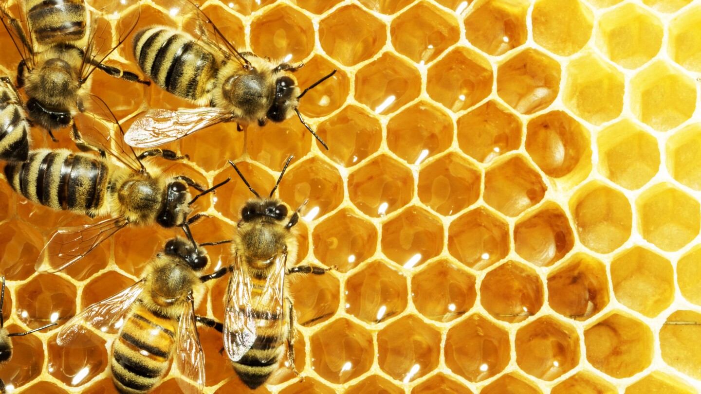The latest potential weapon to join the armory comes from a substance used for thousands of years to fight infections – raw honey (Photo: Shutterstock)
