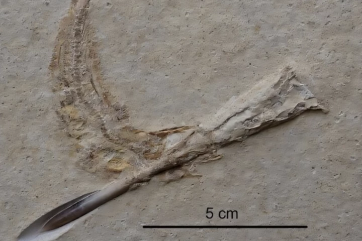 Mealtime misadventure: Tharsis specimen with belemnite parts, a snack that proved deadly some 150 million years ago