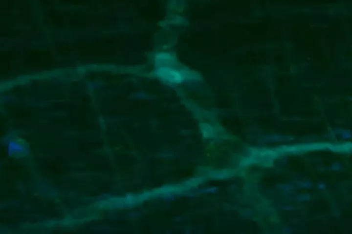 A glimpse of a mouse's gut nervous system glowing green through the observation window