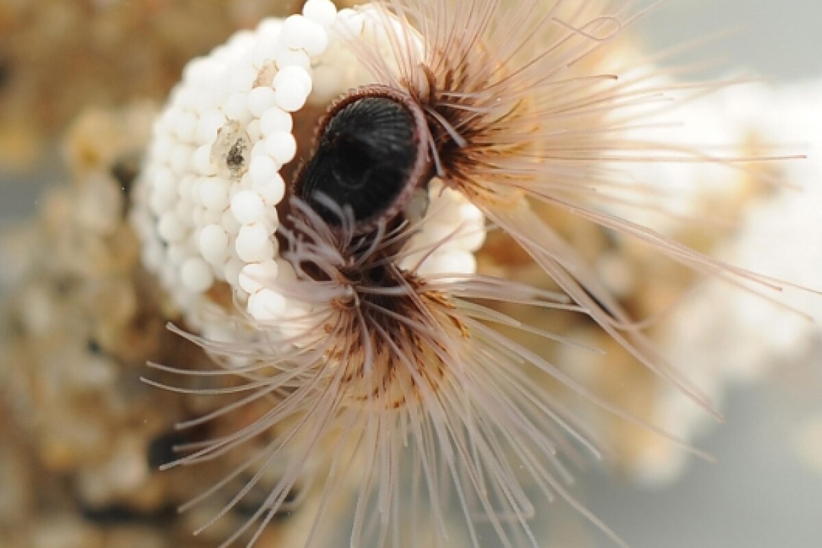 Bioengineers are attempting to emulate glue created by the sandcastle worm (pictured) to repair broken bones in humans (Photo: Fred Hayes)