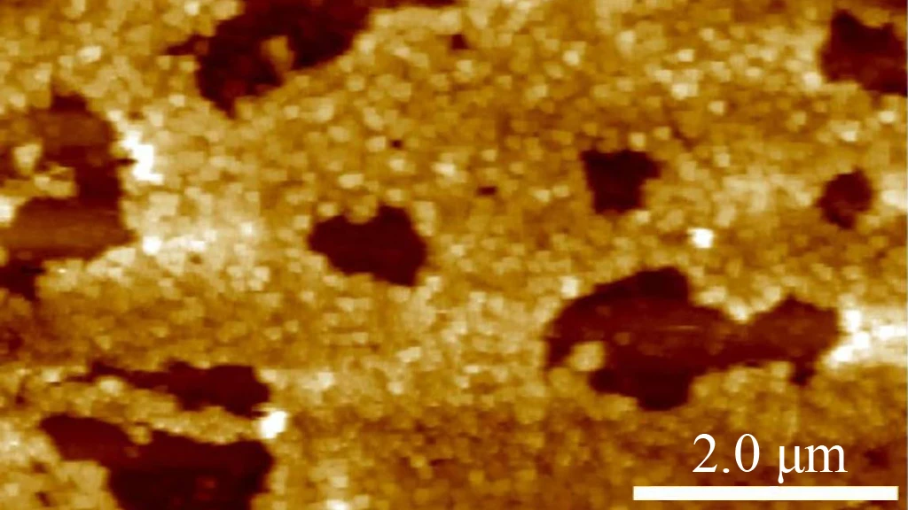 Plastic antibodies, such as this cluster of particles, may fight a wide range of human diseases (Image: Kenneth Shea)
