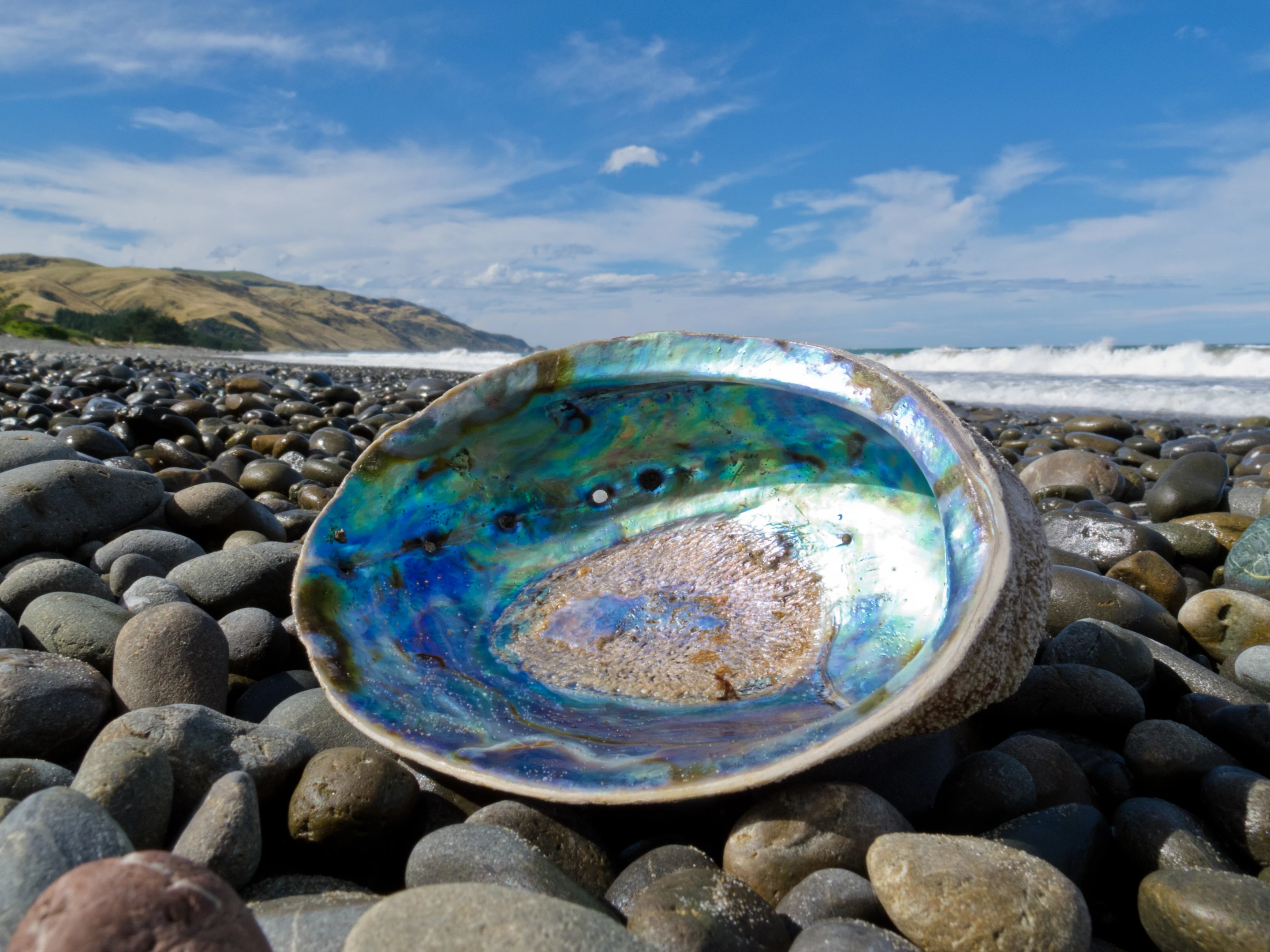 The same structure that gives seashells their strength has been replicated in glass (Photo: Shutterstock)