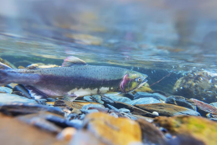 As global river temperatures continue to rise, spawning salmon are becoming increasingly stressed