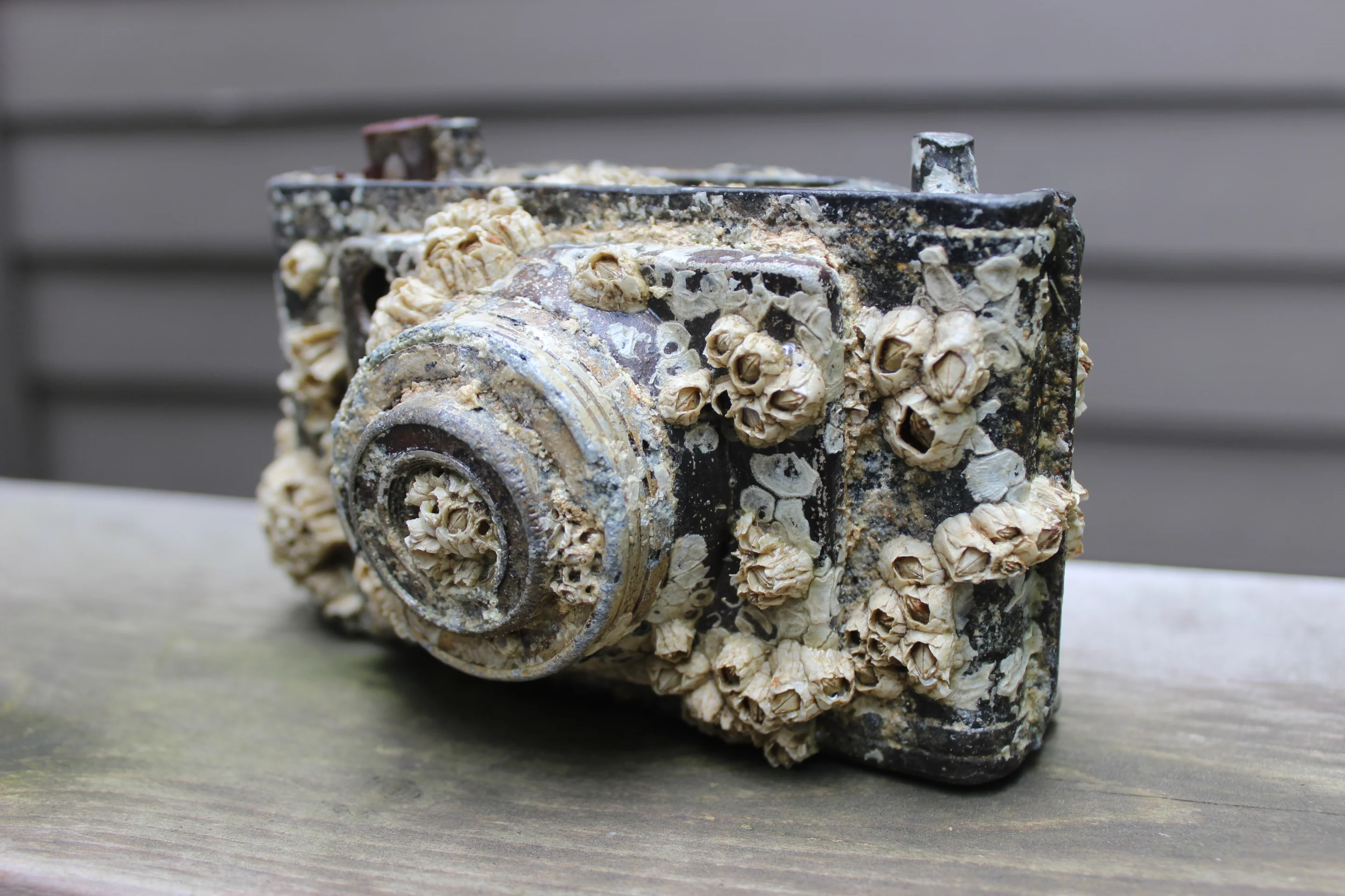 A barnacle-encrusted camera found by Gizmag writer Ben Coxworth