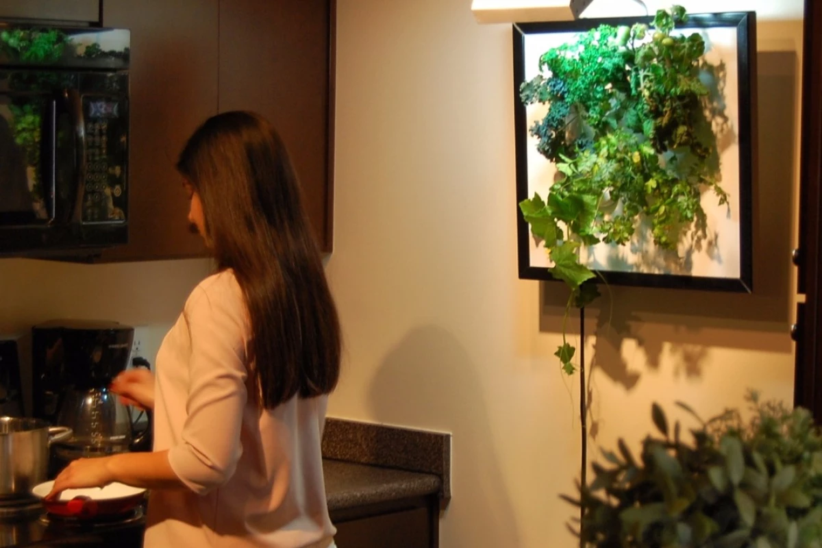 The Wall Garden allows users to grow fresh herbs, flowers and vegetables