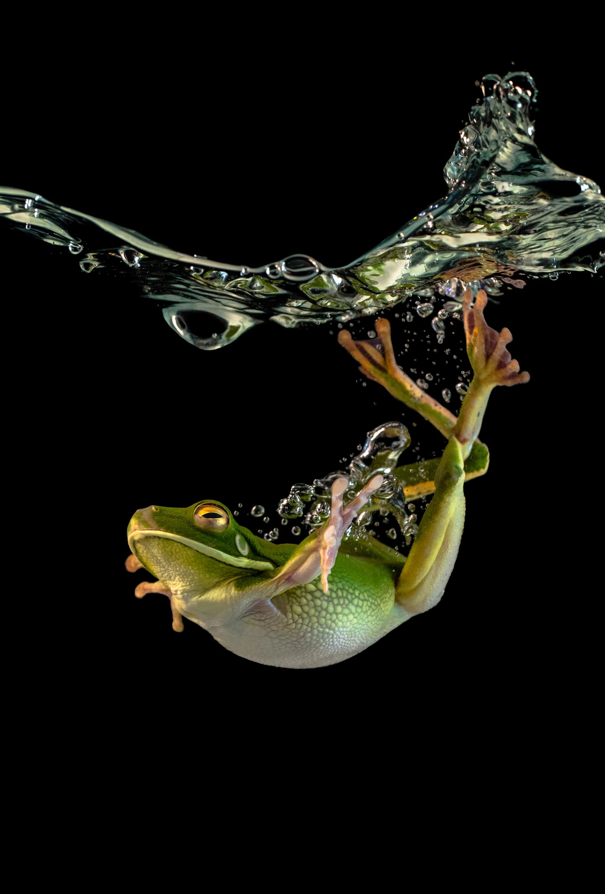 Honorable Mention, Nature