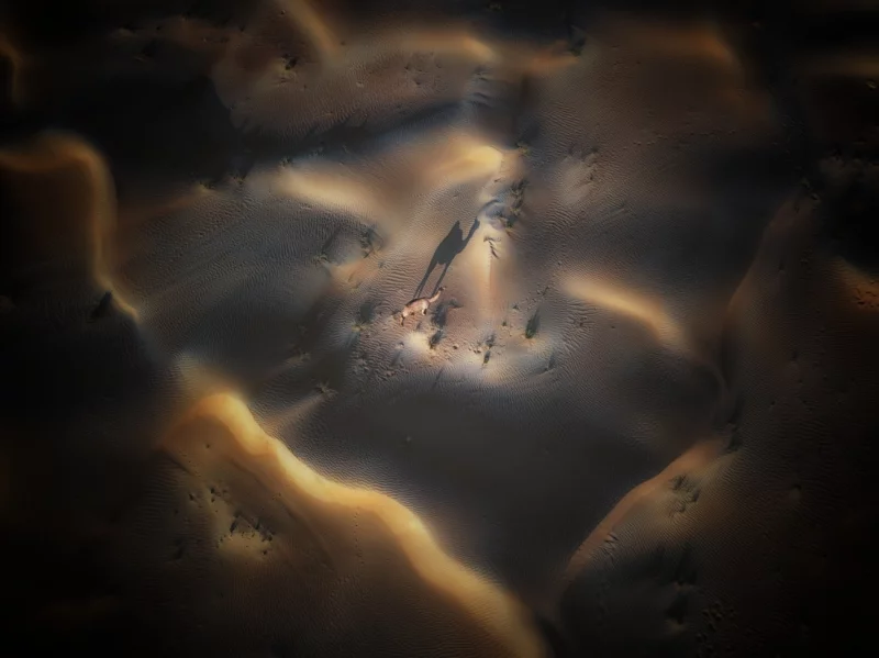 Winter Sunset: Commended in the Wildlife category