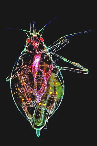 Winner: Popular VoteDr. Tomas CabelloUniversidad of AlmerÃaRoquetas de Mar, SpainApterous Aphis fabae (black bean aphid) female with offspring inside the body (40x)