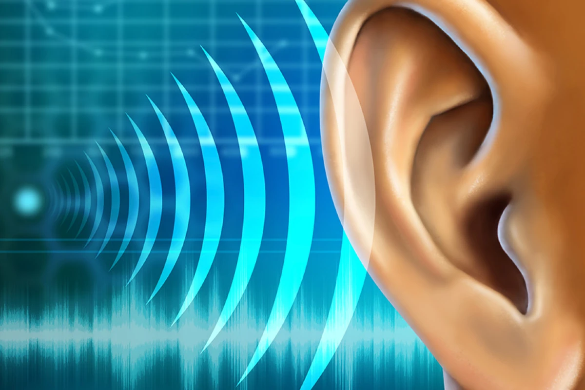 Researchers have regenerated auditory hair cells in adult mammals for the first time (Image: Shutterstock)