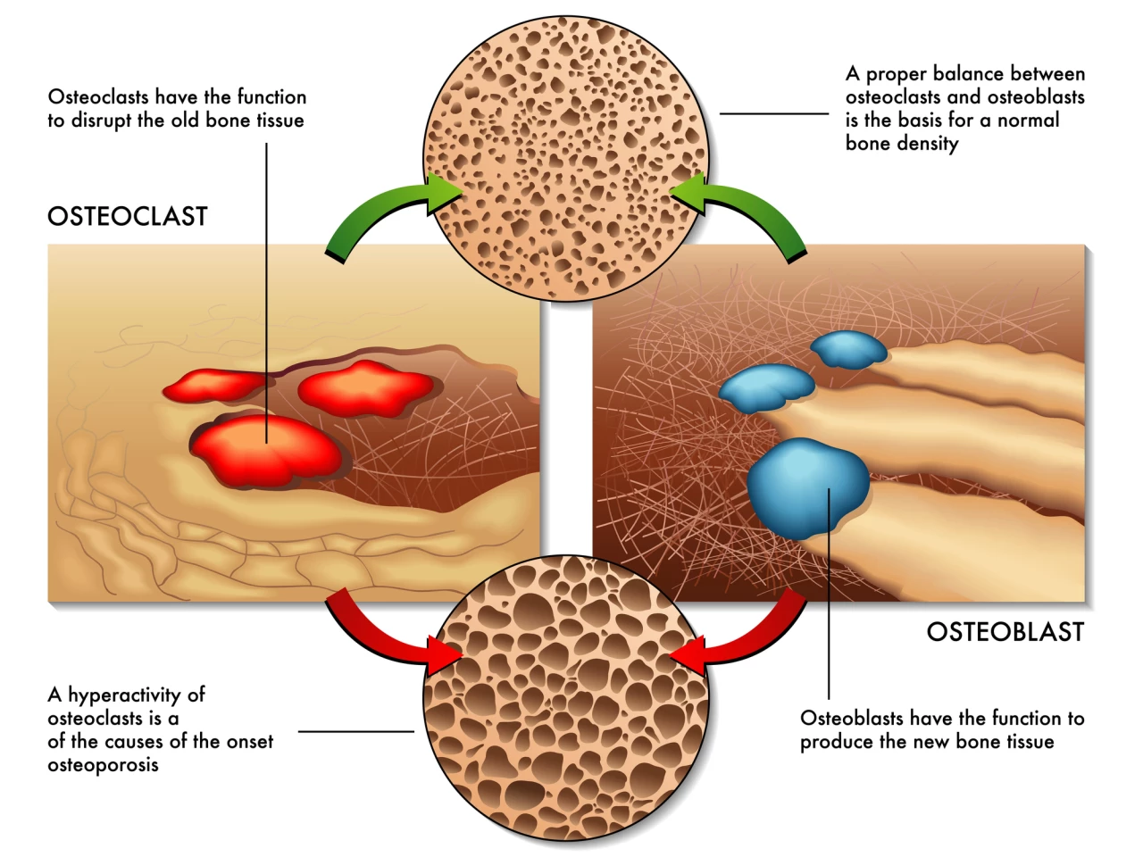 The process of bone formation and resorption