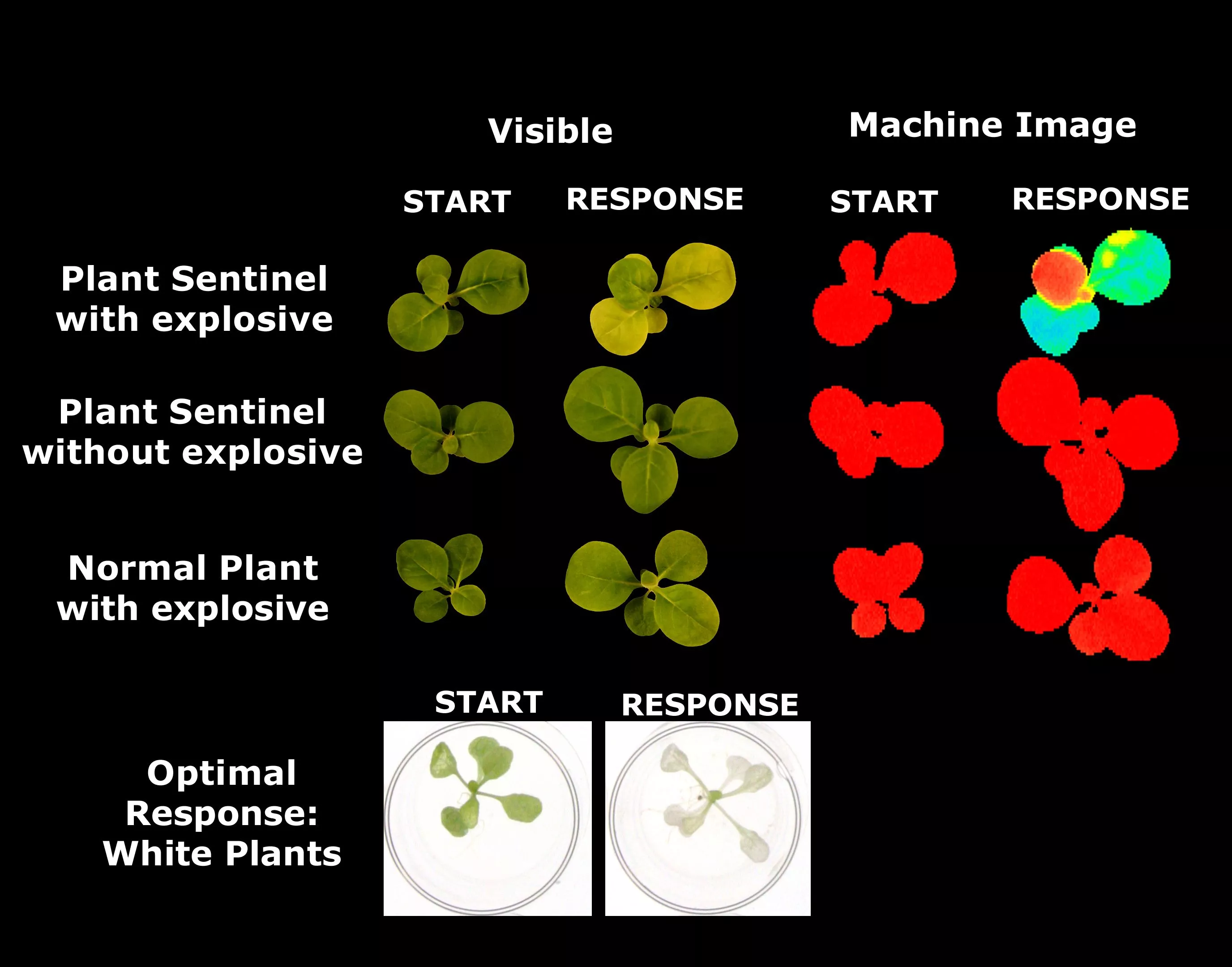 Genetically-modified plants are being created, that will turn white in the presence of pollutants or explosives