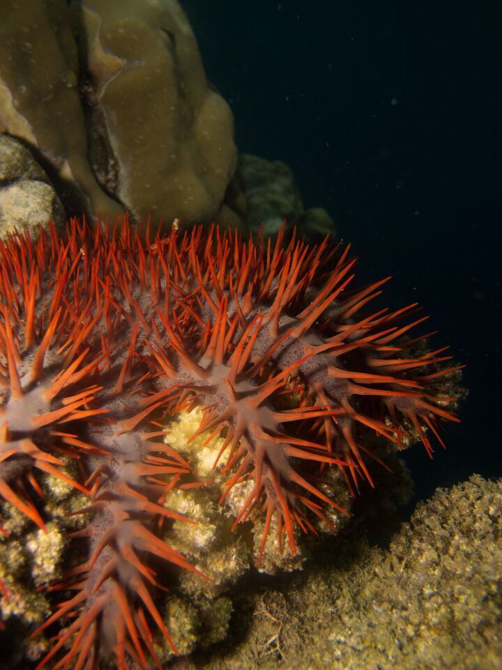 Dose of household vinegar found to kill off reefeating starfish